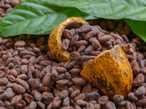 Premium Organic Cacao