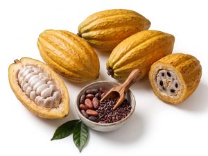 Organic Sambirano Valley Raw Cocoa Pods & Artisanal Beans